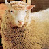 1996: Nace la oveja Dolly, primer animal clonado