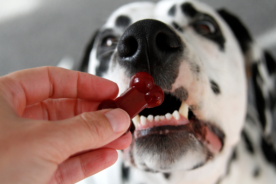Dalmatian DIY {RECIPE} Beetroot and Carob Gelatin Gummy Dog Treats