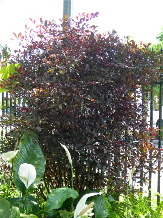 MANUAIS DE CULTIVO - PLANTAMUNDO: LEIA - Leea guineensis