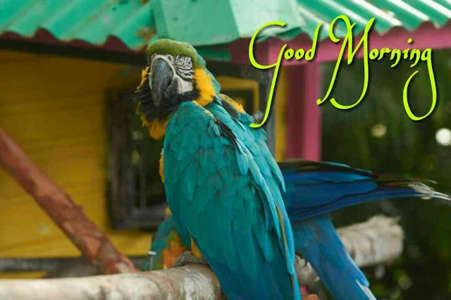 Good Morning image of Blue Macaw