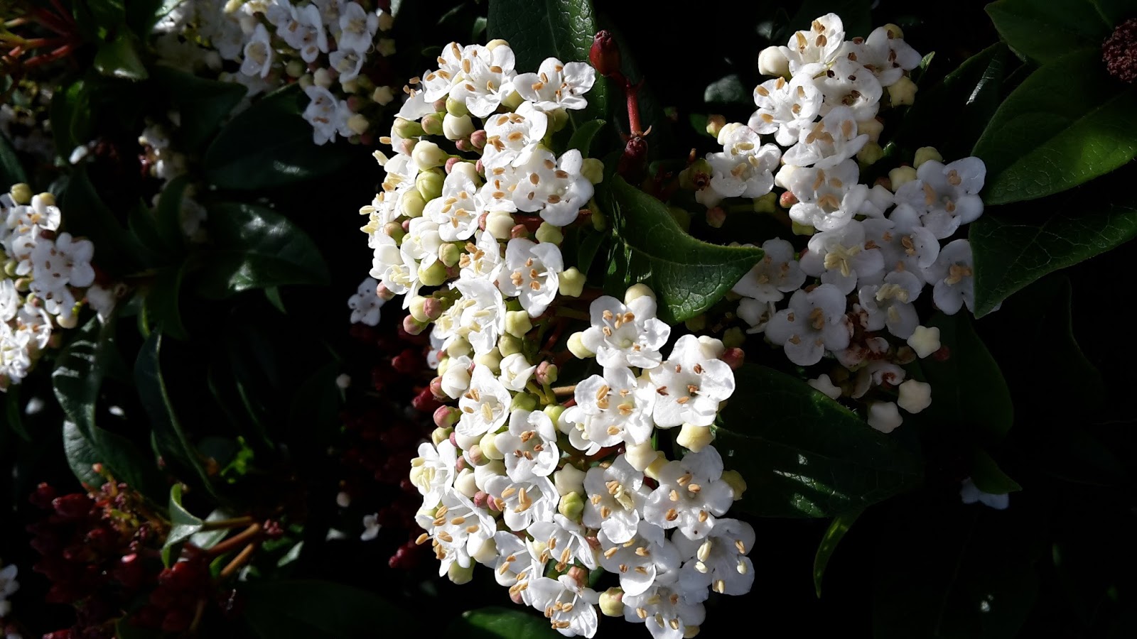 Vademecum Interesting Plants Viburnum Tinus Kalina Wawrzynowata