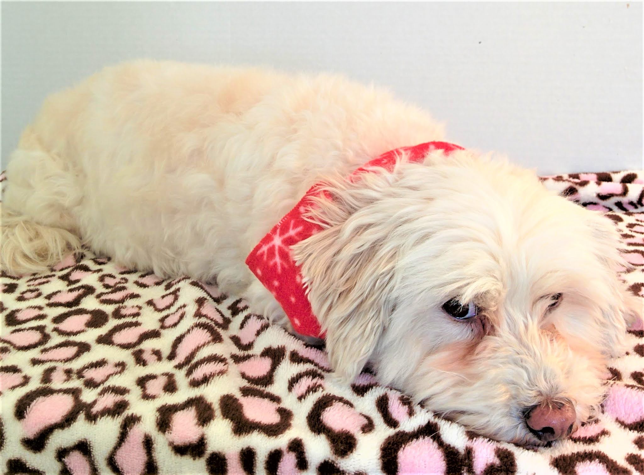 Dog Stress Bed - Helping Stressed Goldendoodle