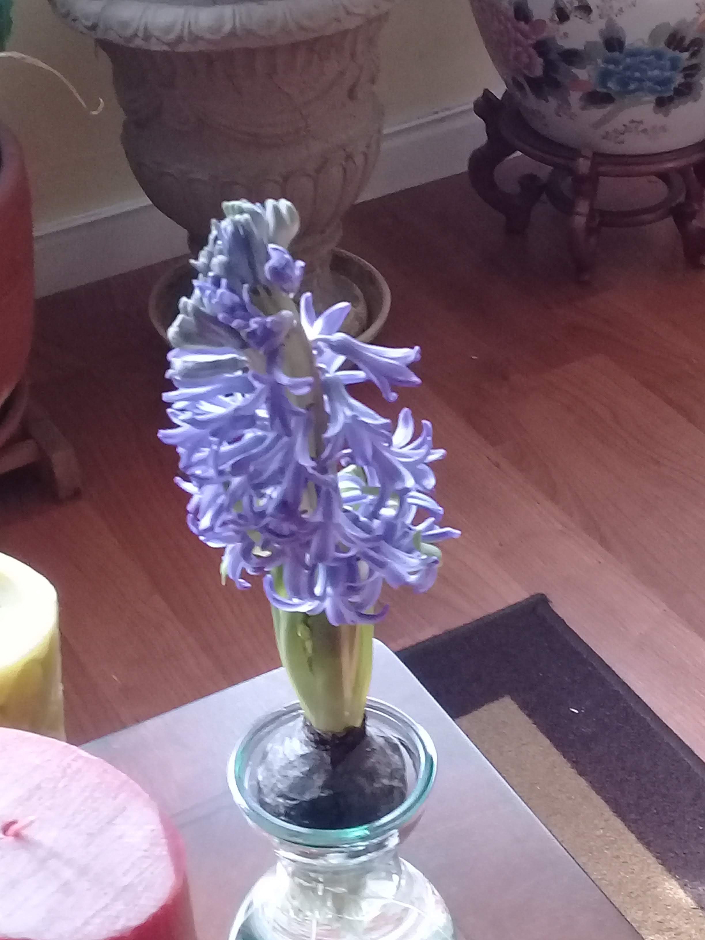 Our Hyacinth Smells So Good, What a Blessing!