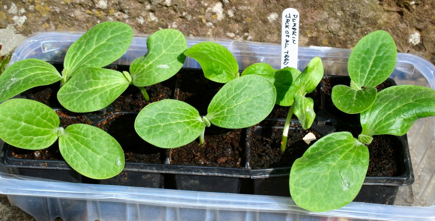 transplant pumpkin seedlings transplant pumpkin seedlings
