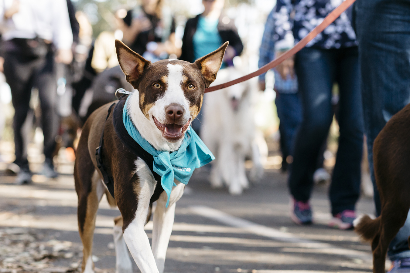 RSPCA Million Paws Walk 2019 May 19 Australian Dog Lover