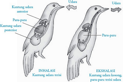 Sistem respirasi pada burung