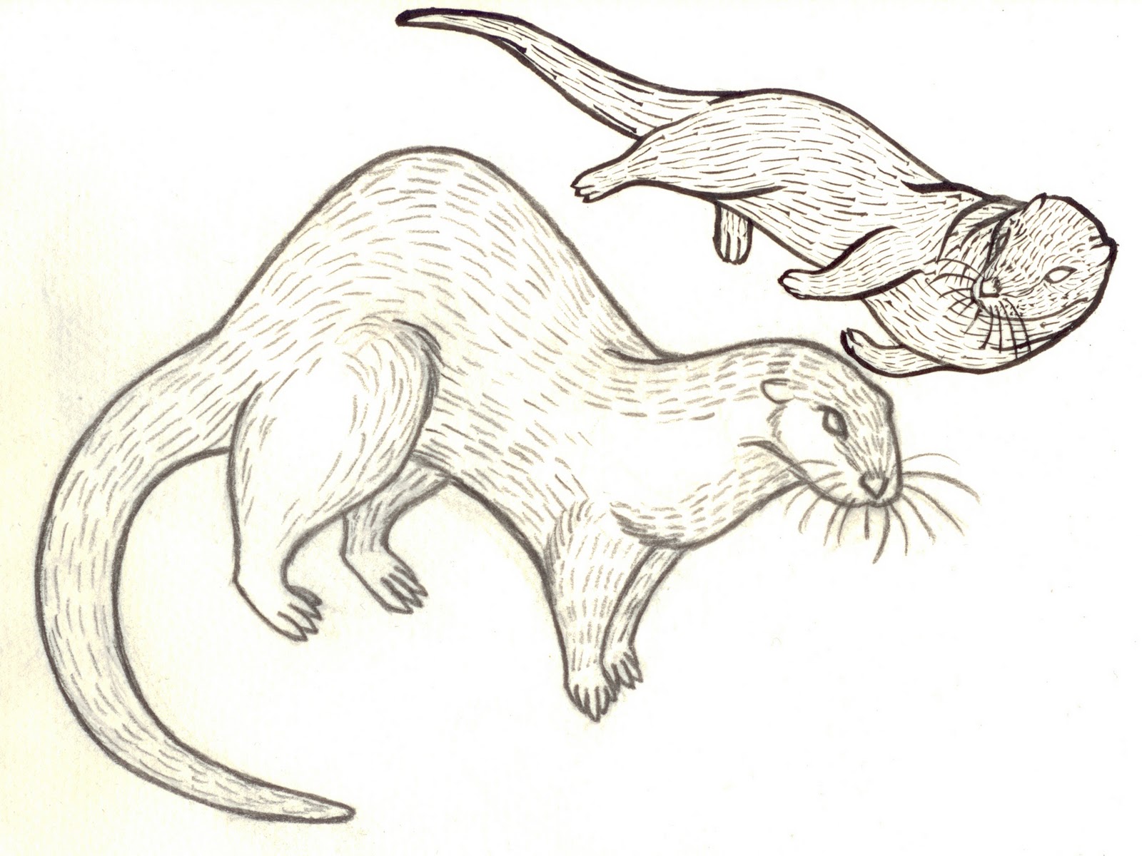 Examples of otter drawings