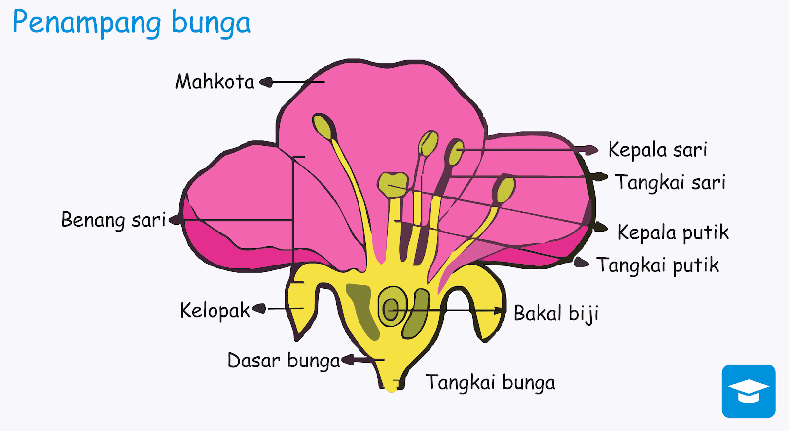 Bunga Matahari Dan Bagian Bagiannya