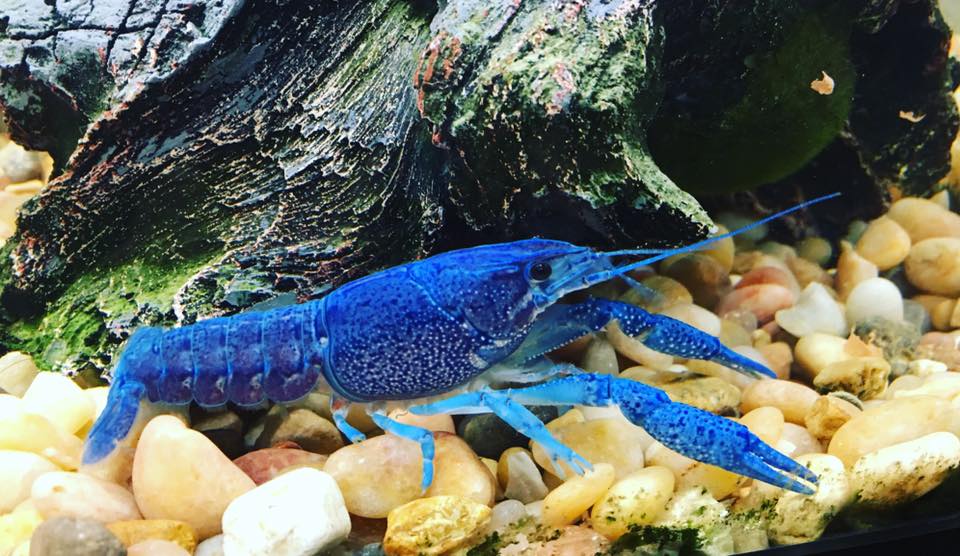 Freshwater Crayfish Care Tank Mates