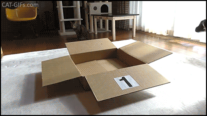Amazing Cat GIF • Famous Maru jumps on top of 1-2-3-4-5-6-7-8...9 boxes! What an Incredible agility for a big cat (11 year old) Amazing Cat GIF • Famous Maru jumps on top of 1-2-3-4-5-6-7-8...9 boxes! What an Incredible agility for a big cat (11 year old)