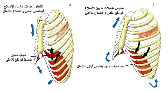 الشكل 18-13:حركة الحجاب الحاجز وعضلات ما بين الأضلاع وحركة الأضلاع أثناء أ) الشهيق، ب) الزفير.