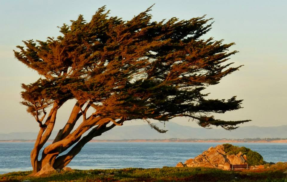 Adventures Starbelle Arbor Day in California...Sequoias, Redwoods