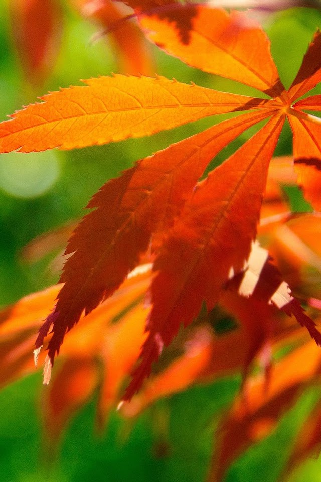   Red Leaves Under The Sunshine   Android Best Wallpaper