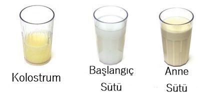 ilk anne sutu onemi ve emzirme