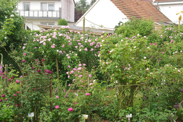 Zaun Und Mauereidechse