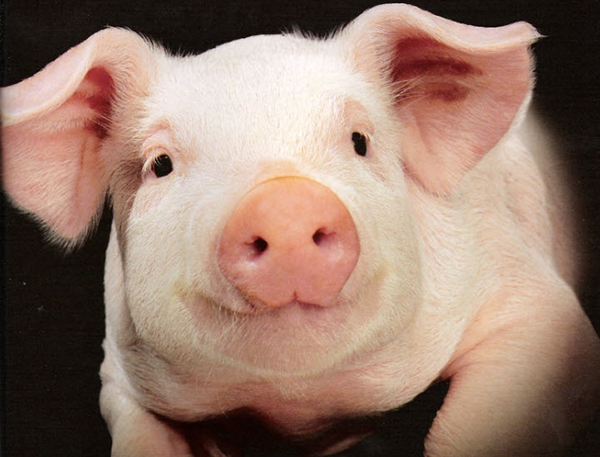 Fondo de pantalla de cerdo ~ Fondos de pantalla HD