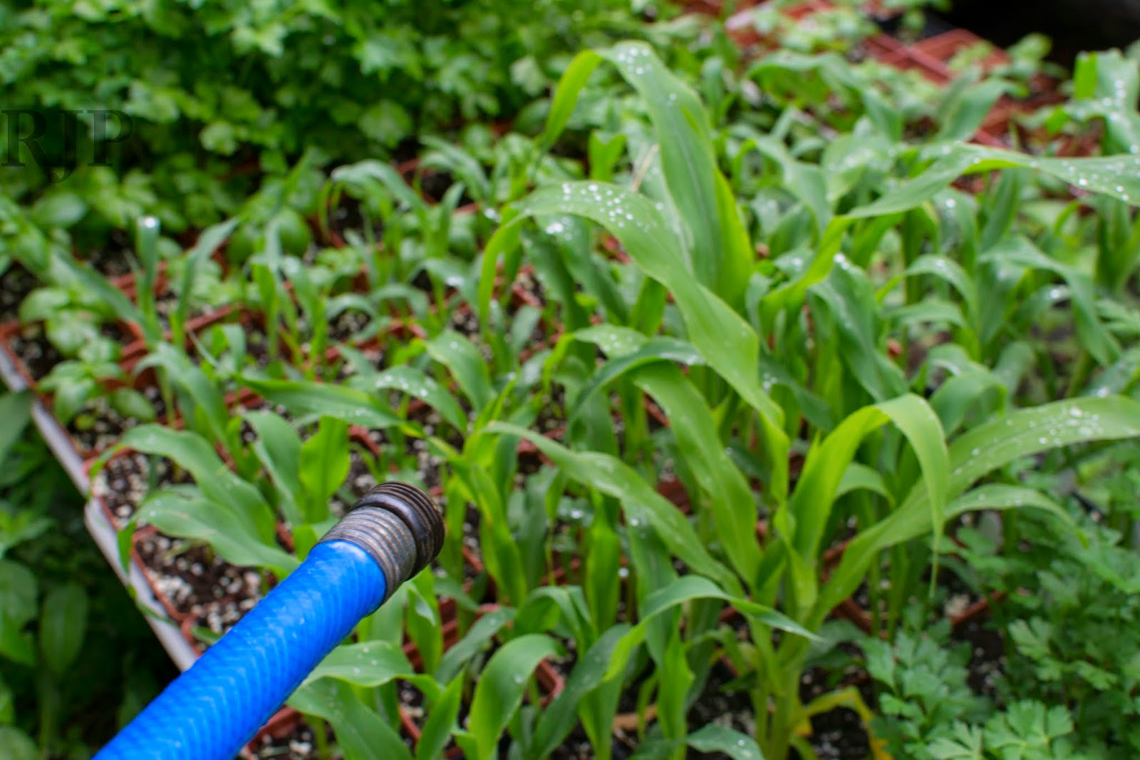 Vegetable Freak Techinques for Watering Vegetable Plants in Pots