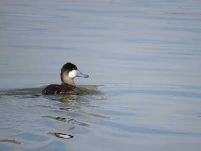 Tule Lake National Wildlife Refuge