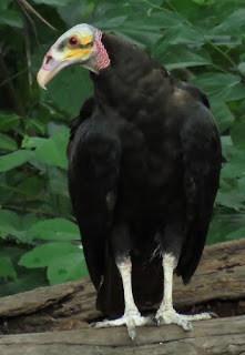 Lesser Yellow-headed Vultur