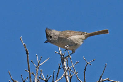 Photo of an Oak Titmouse in a tree