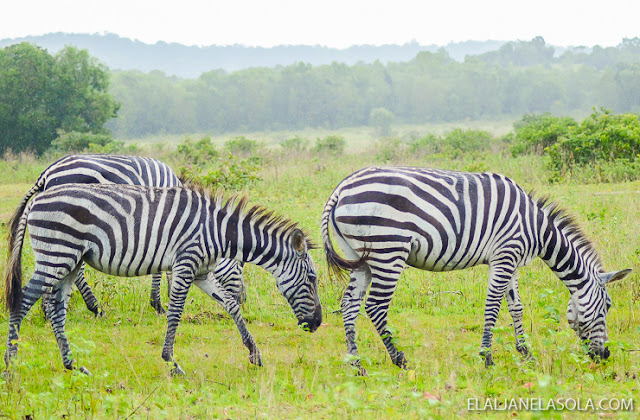 Coron | Calauit Safari Park & Pamalican Island (Natural Arts Travel and Tour) Palawan