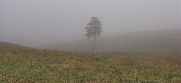 Árbol solitario entre la niebla en Piedrafitela