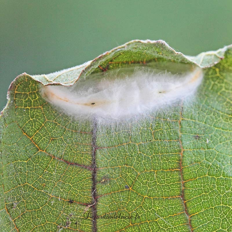 Choreutis nemorana, la Teigne du figuier