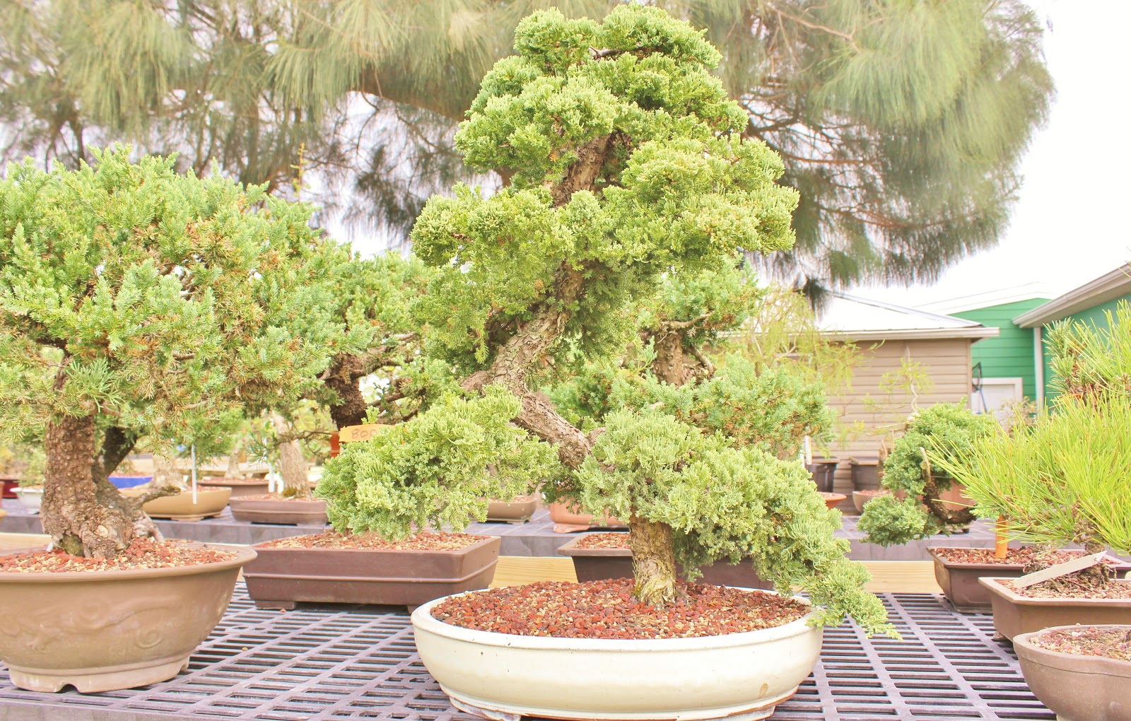 WIGERTS Bonsai Nursery