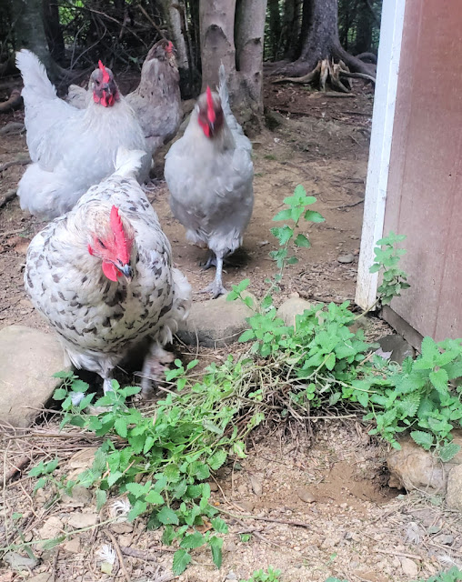 Keep Rodents out of your Chicken Coop without Traps or Poison Fresh Eggs Daily® with Lisa Steele