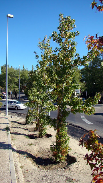 Liquidambar (Liquidambar styraciflua L.).