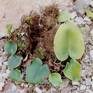 ALAM TUMBUHAN: KELUARGA PAKU PAKIS / PAKISIA (Pteridaceae 