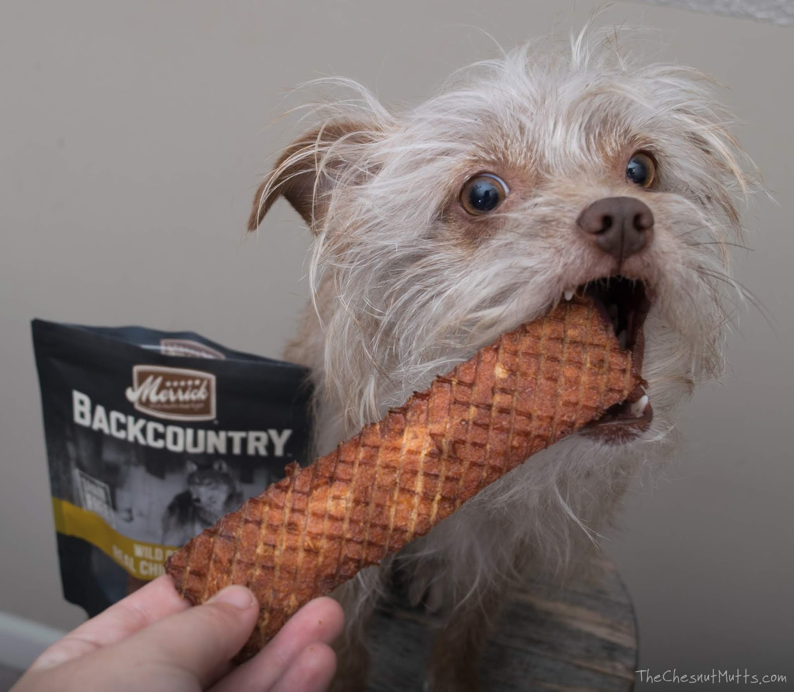 backcountry dog treats