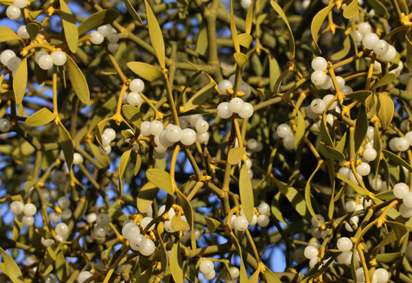 mistletoe berries