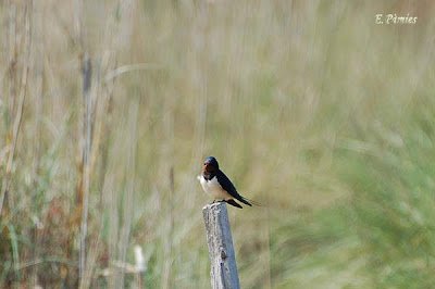 Oreneta (Hirundo rustica)