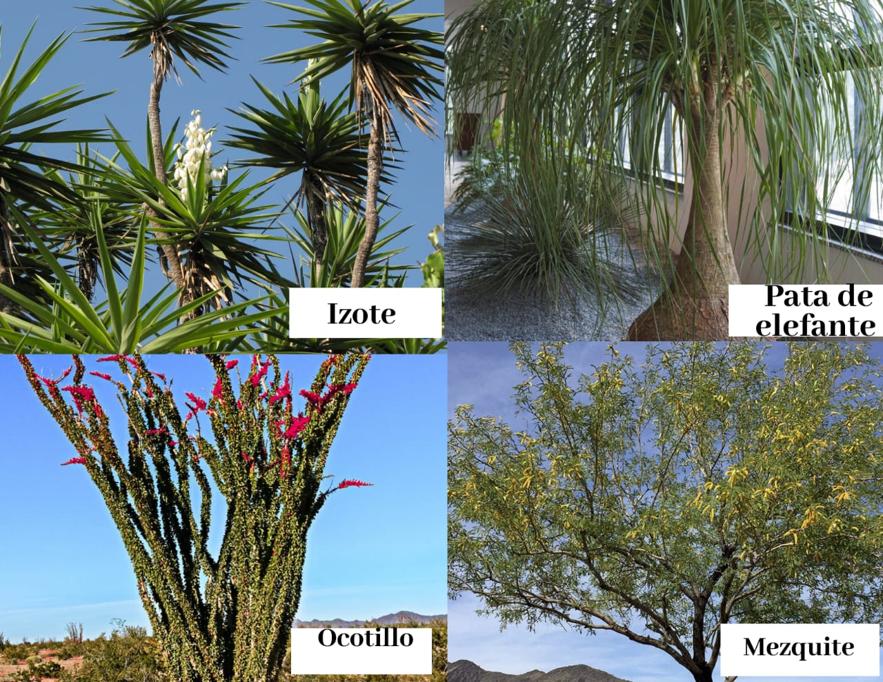 ECOSISTEMAS DE MÉXICO MATORRAL XERÓFILO