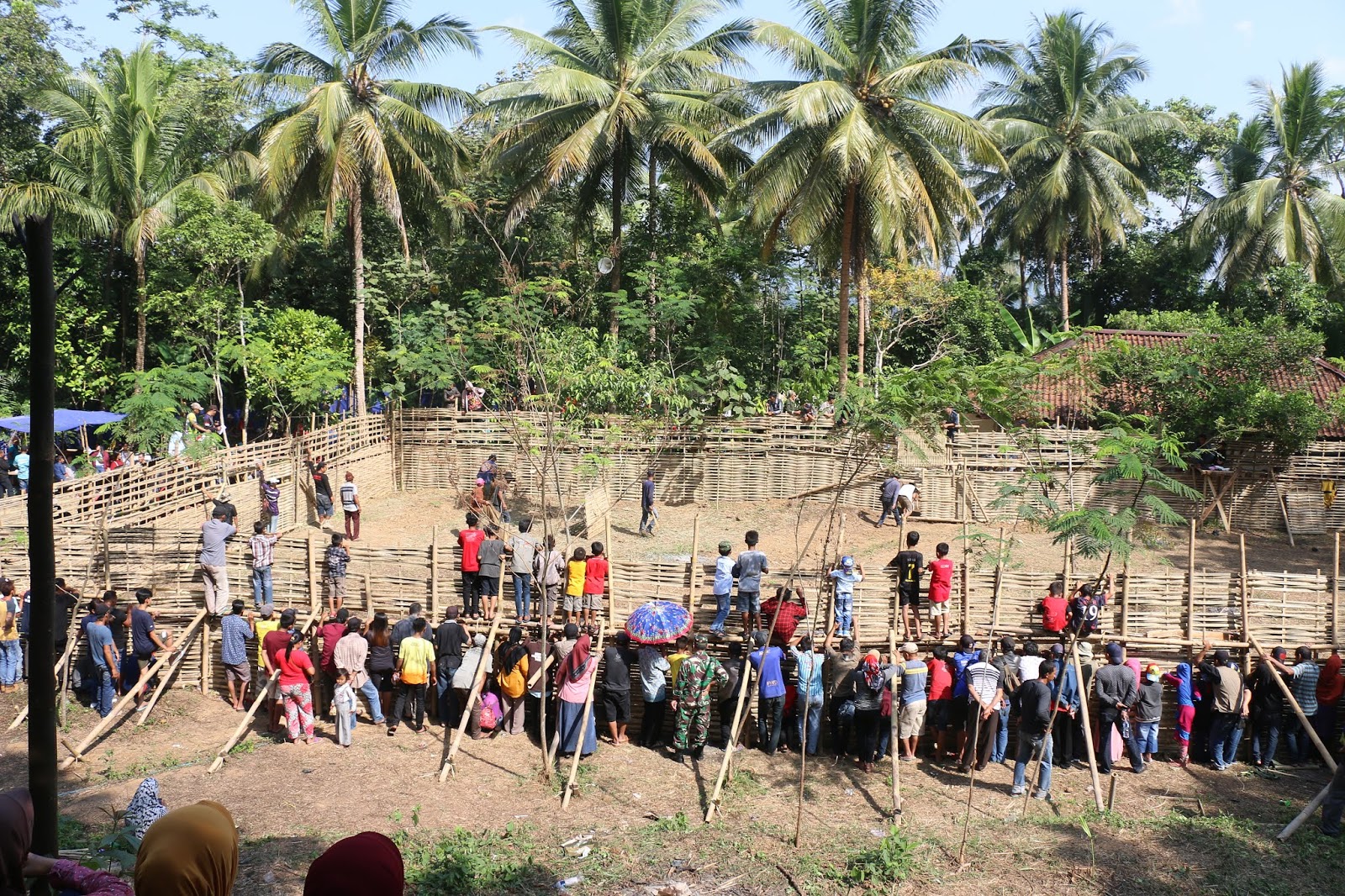 Tradisi Adu Babi Bagong dan Anjing di Dayeuhluhur, Antara Terhibur dan
