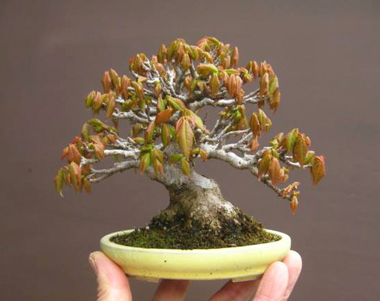Bonsai Haven BONSAI STYLE MAME