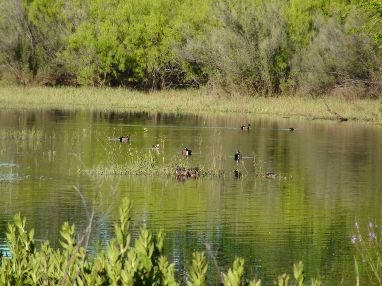 North Texas Teal Hunting