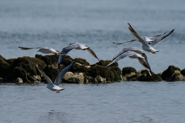 Seagulls / Möwen © Chris Zintzen @ panAm productions 2019