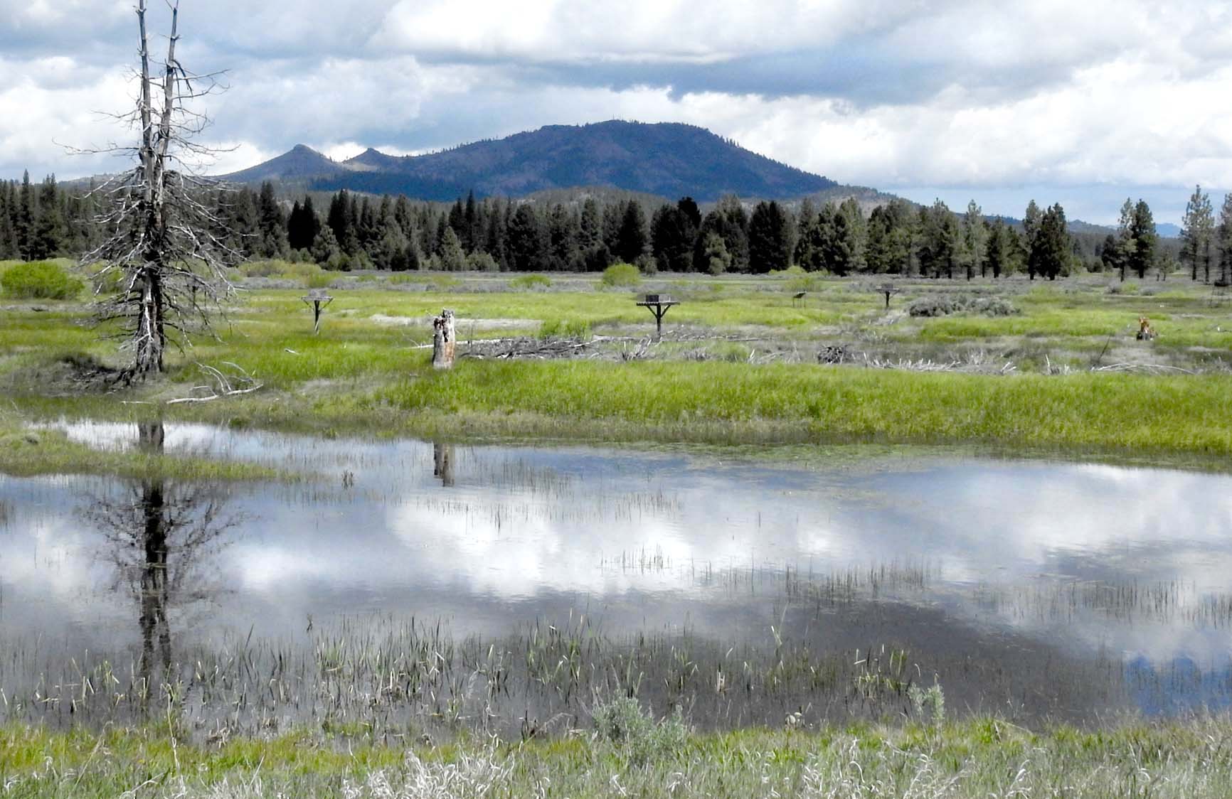 North Yuba Naturalist Exploring Sierra Valley
