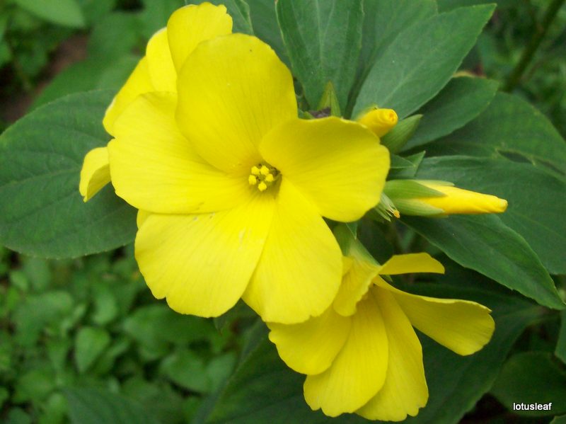 gardentropics Flowers of the Monsoon season