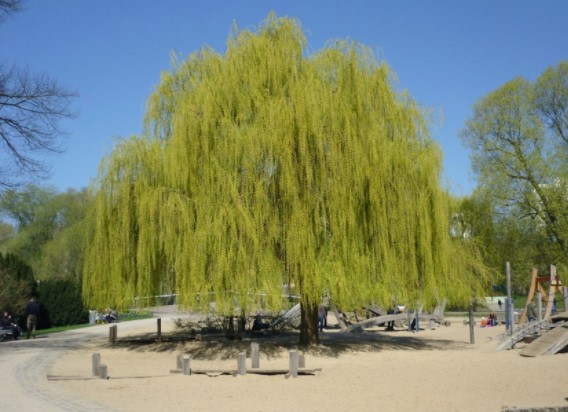 willow tree pictures