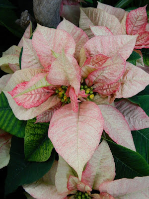 Allan Gardens Conservatory Christmas Flower Show 2015 pink poinsettia closeup by garden muses-not another Toronto gardening blog