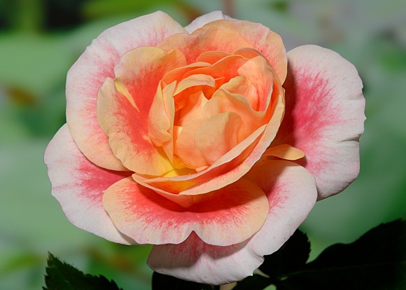 Airbrush rose сорт розы фото  