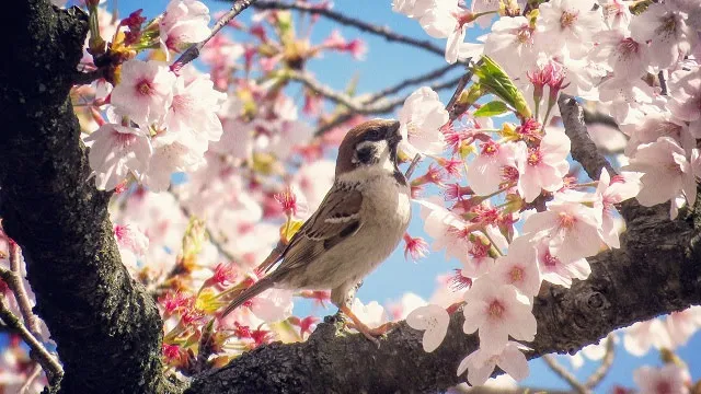 Springtime in Japan: bird with a sakura cherry blossom in Kanazawa