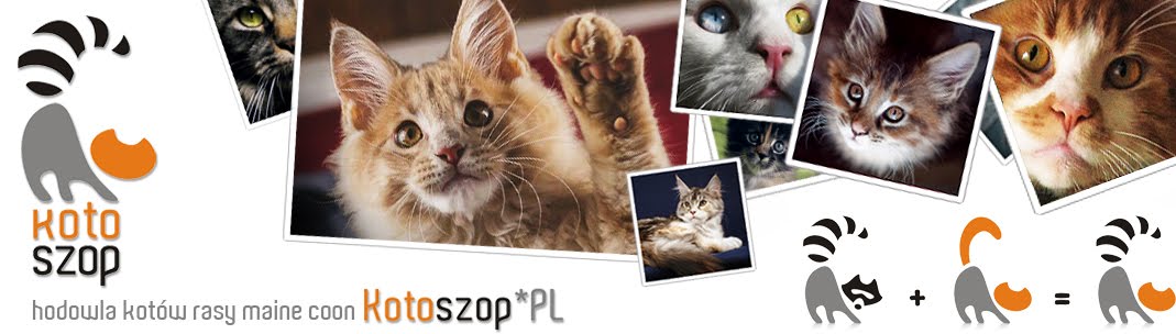 hodowla kotów rasy maine coon Kotoszop*PL