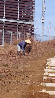 雪割草