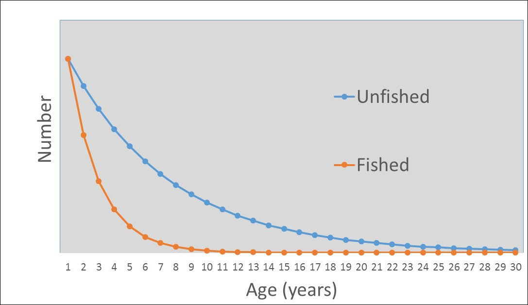Virginia Tech Ichthyology Class Flathead Catfish from the New River