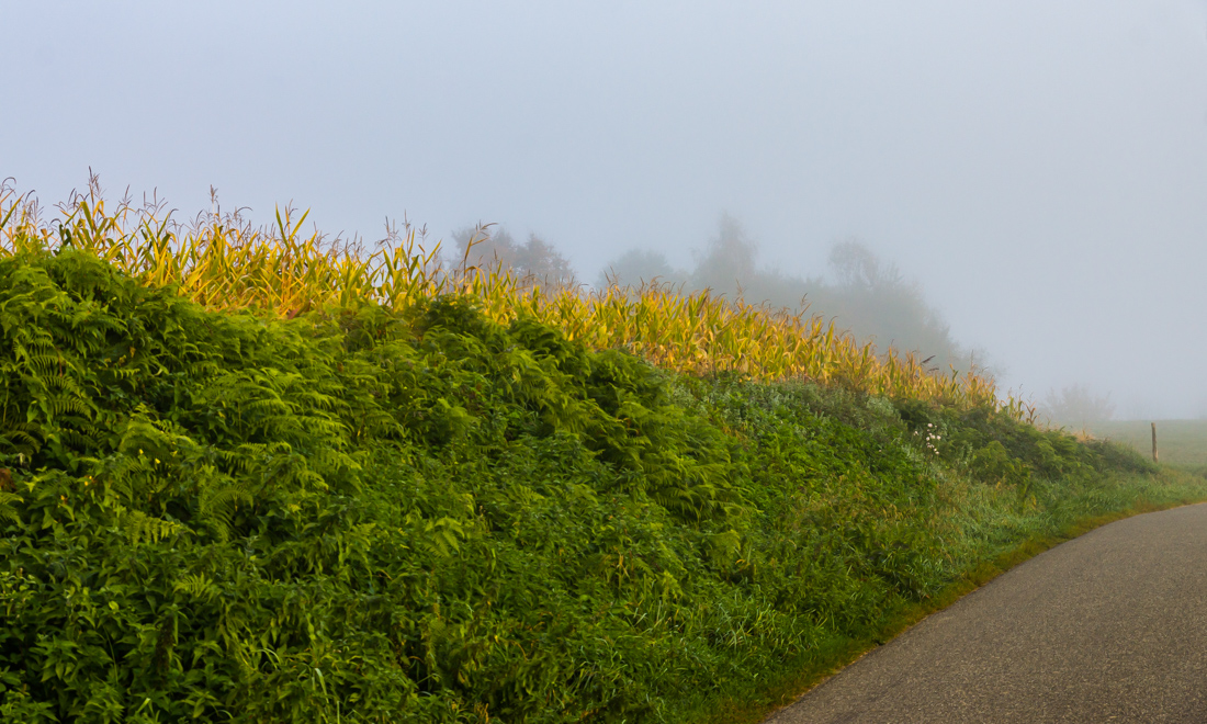 Туман в долине Туман в долине