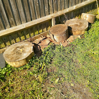 Wooden rings cut from a tree lying by a fence